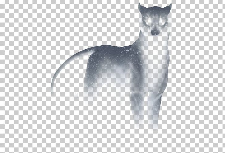Whiskers Cat Snout Tail White PNG, Clipart, Animals, Black And White, Carnivoran, Cat, Cat Like Mammal Free PNG Download