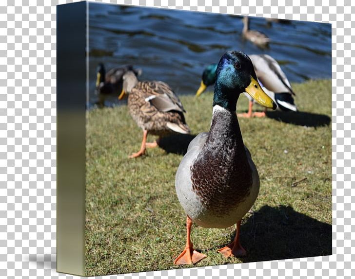 Mallard Goose Duck Fauna PATO M. PNG, Clipart, Animals, Beak, Bird, Duck, Ducks Geese And Swans Free PNG Download