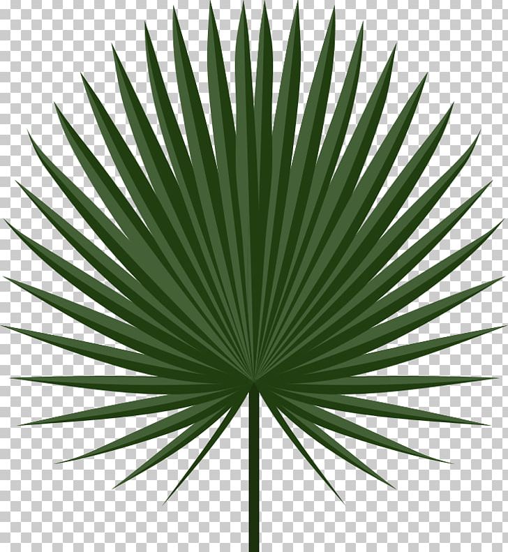 Palm-leaf Manuscript Arecaceae Palm Branch PNG, Clipart, Arecaceae, Arecales, Borassus Flabellifer, Clip Art, Frond Free PNG Download