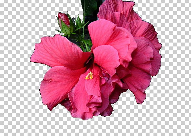 Shoeblackplant Cut Flowers Pink M Petal Annual Plant PNG, Clipart, China Rose, Chinese Hibiscus, Cicek, Cut Flowers, Family Free PNG Download