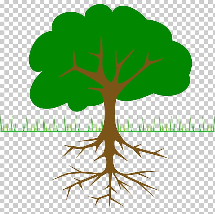 Tree Branch Root PNG, Clipart, Apple, Branch, Christmas Tree, Flower, Forest Free PNG Download