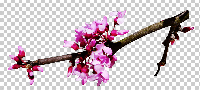 Cherry Blossom PNG, Clipart, Blossom, Branch, Bud, Cherry Blossom, Daphne Free PNG Download