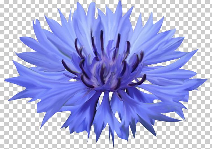 Cornflower Blue Petal Cornflower Blue PNG, Clipart, Aster, Blue, Blue Flower, Blue Flower, Chrysanths Free PNG Download