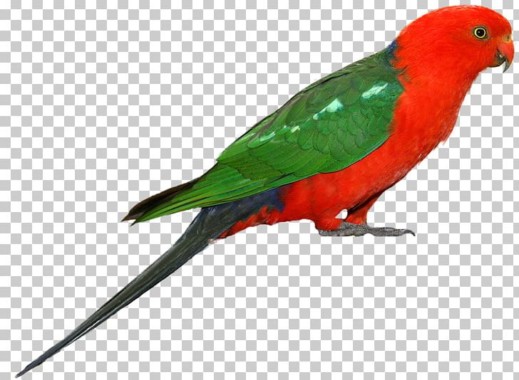 Australian King Parrot Bird PNG, Clipart, Alexandrine Parakeet, Animal, Animals, Australian King Parrot, Beak Free PNG Download