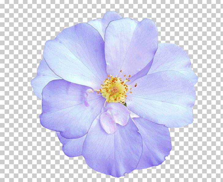 Mallows Herbaceous Plant PNG, Clipart, Blue, Flower, Flowering Plant, Herbaceous Plant, Lilac Free PNG Download
