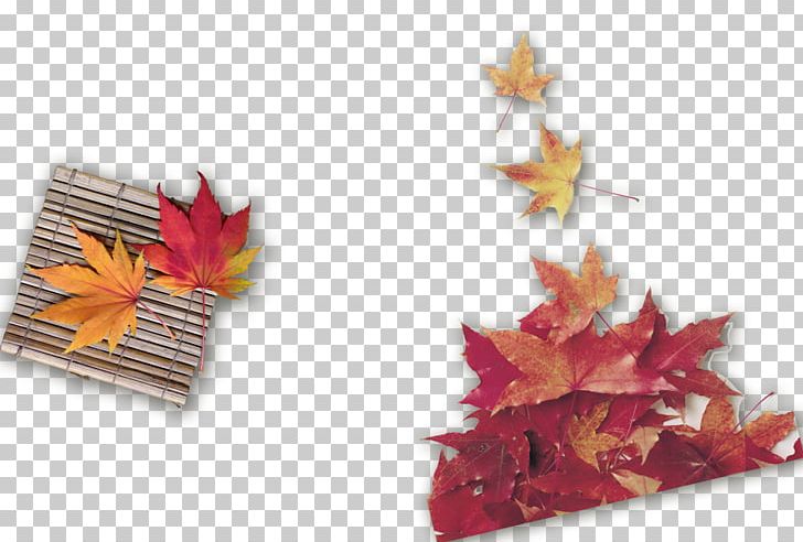 Autumn Maple Leaf PNG, Clipart, Autumn, Autumn Leaves, Autumn Tree, Deadwood, Deciduous Free PNG Download
