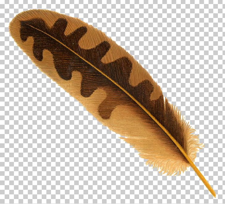 Eagle Feather Law Bird Parrot PNG, Clipart, Animals, Bird, Display Resolution, Eagle Feather Law, Encapsulated Postscript Free PNG Download