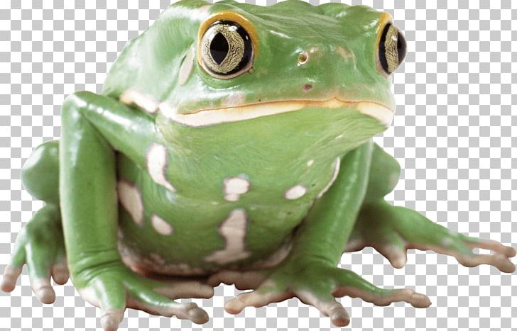 Frog Lithobates Clamitans PNG, Clipart, American Green Tree Frog, Amphibian, Animals, Clip Art, Computer Icons Free PNG Download