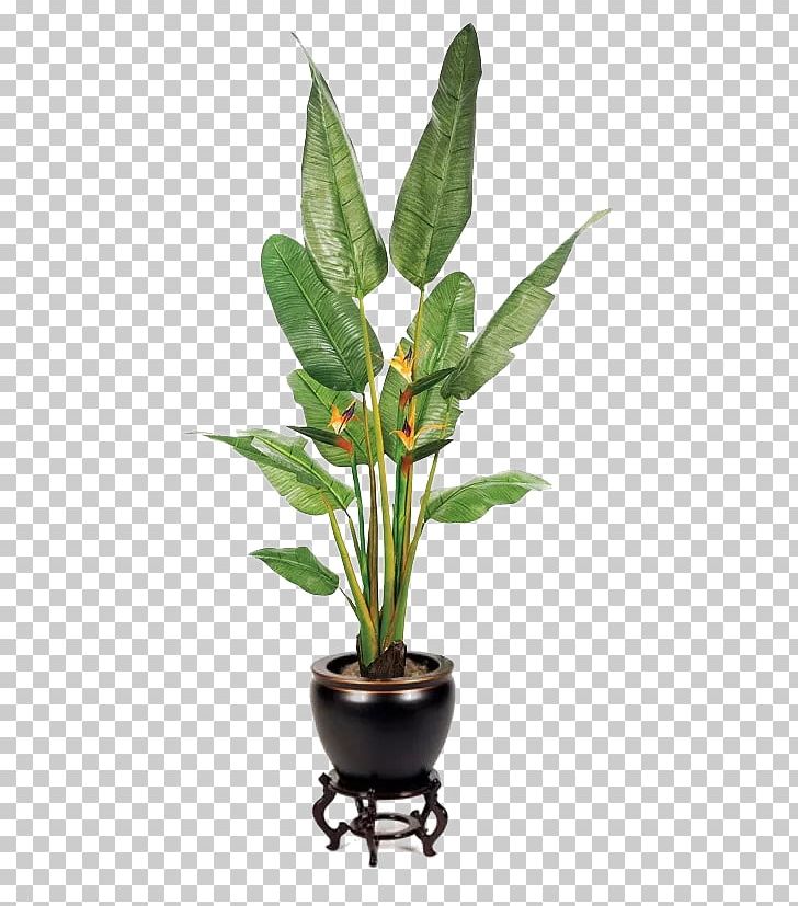 Houseplant Fiddle-leaf Fig PNG, Clipart, Bird Of Paradise Flower, Buck, Chlorophytum Comosum, Devils Ivy, Dracaena Free PNG Download