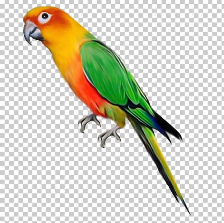 Parrot Bird PNG, Clipart, Animals, Beak, Birds, Colorful, Colorful Birds Free PNG Download