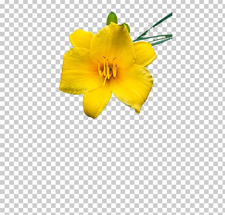 Petal Cut Flowers Daylily Flowering Plant PNG, Clipart, Cut Flowers, Daylily, Flower, Flowering Plant, Petal Free PNG Download