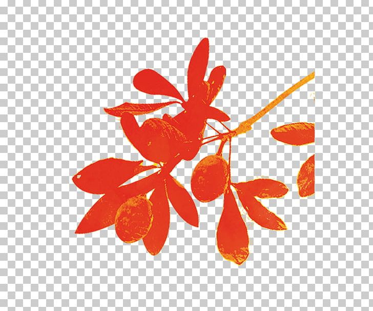 Petal Leaf Branching Fruit PNG, Clipart, Baobab, Branch, Branching, Flower, Fruit Free PNG Download