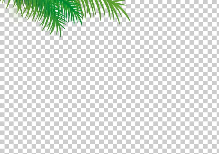 Pine Leaf Plant Stem Date Palm Sky Limited PNG, Clipart, Arecales, Branch, Date Palm, Evergreen, Grass Free PNG Download
