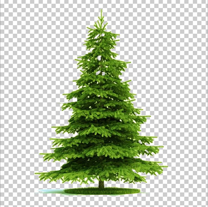 Blue Spruce Picea Asperata Norway Spruce Tree Plant PNG, Clipart, Autodesk 3ds Max, Biome, Christmas, Christmas Border, Christmas Decoration Free PNG Download