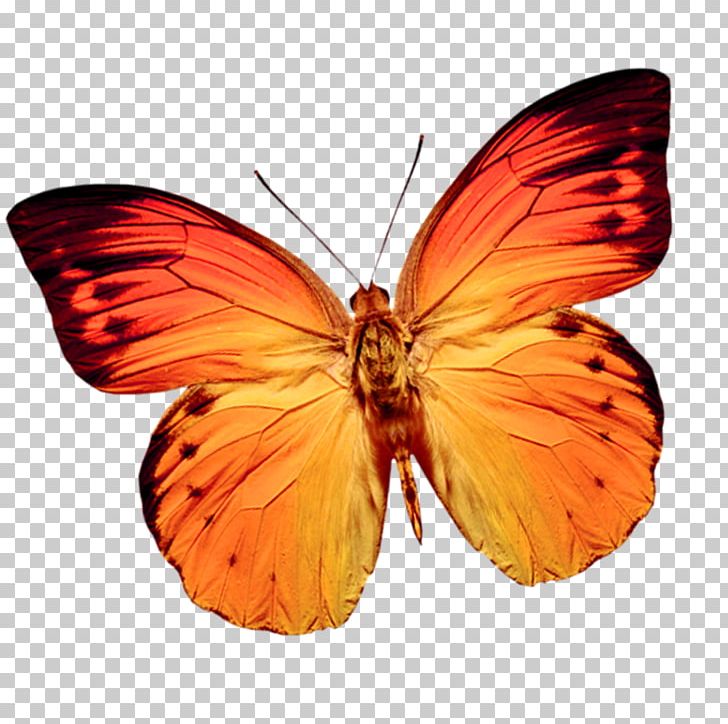 Butterfly Web Browser PNG, Clipart, Brush Footed Butterfly, Butterflies, Color, Color Pencil, Color Powder Free PNG Download