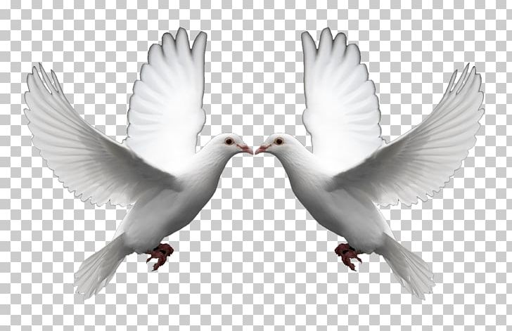 Domestic Pigeon Columbidae Doves As Symbols Release Dove PNG, Clipart, Beak, Bird, Clip Art, Columbidae, Desktop Wallpaper Free PNG Download