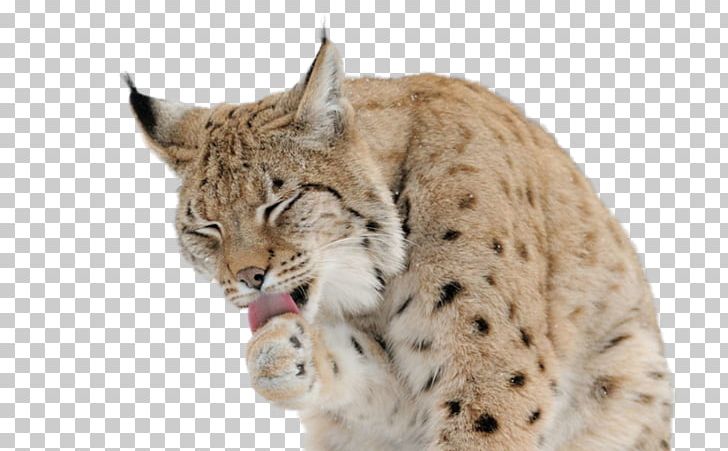 Eurasian Lynx Felidae Cat Desktop Canada Lynx PNG, Clipart, Animal, Animals, Big Cat, Big Cats, Bobcat Free PNG Download