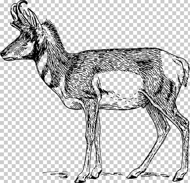 Pronghorn Antelope Impala PNG, Clipart, Animal, Animal Figure, Antelope, Artwork, Carnivoran Free PNG Download