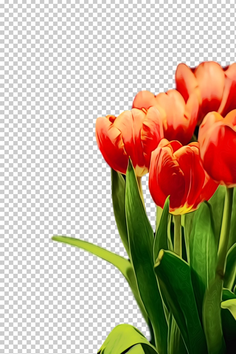 Flower Petal Tulip Plant Red PNG, Clipart, Bud, Cut Flowers, Flower, Leaf, Lily Family Free PNG Download