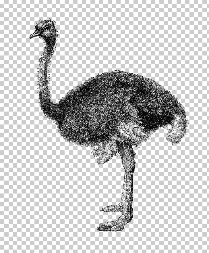 Common Ostrich PNG, Clipart, Animal, Animals, Beak, Bird, Black And White Free PNG Download
