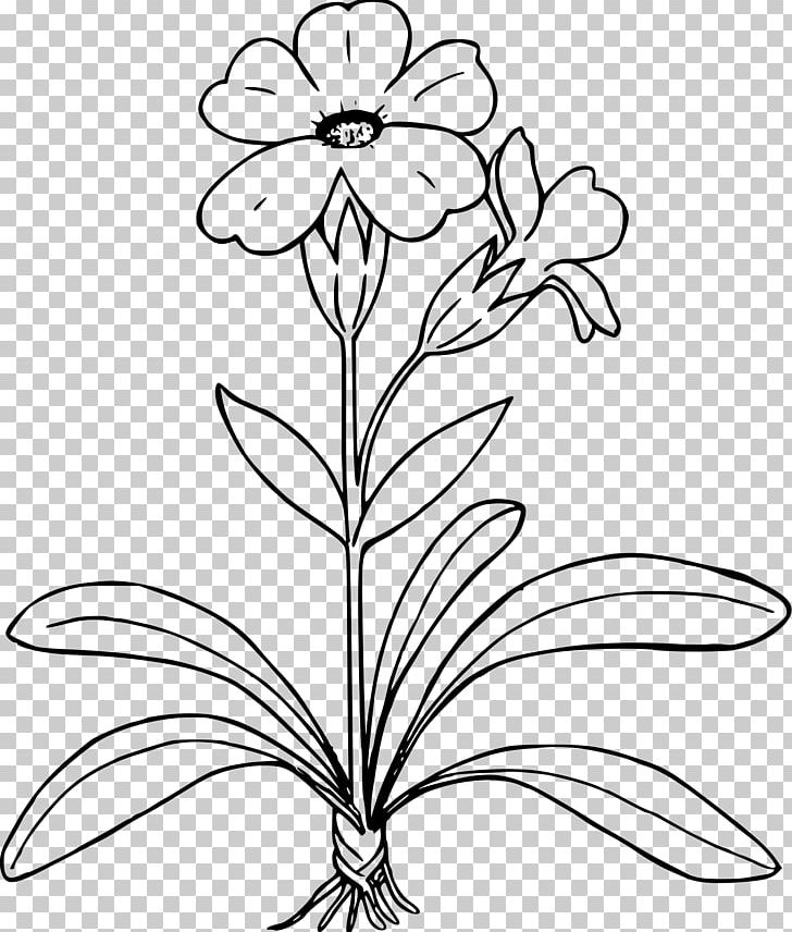 Drawing Primrose PNG, Clipart, Black And White, Branch, Color, Coloring Book, Computer Icons Free PNG Download