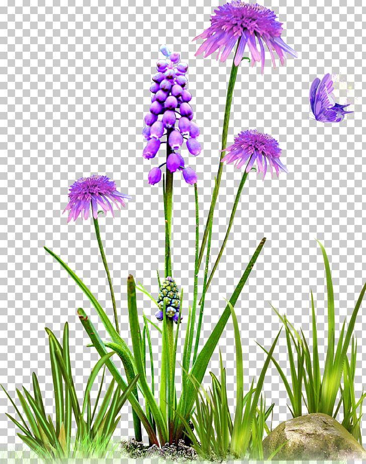 Flower Digital Collage PNG, Clipart, Collage, Dacia Duster, Dandelion, Digital Image, Drawing Free PNG Download