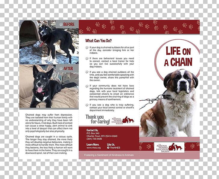 Non-profit Organisation Dog Breed Organization Advertising PNG, Clipart, Advertising, Animals, Animal Welfare, Brand, Brochure Free PNG Download