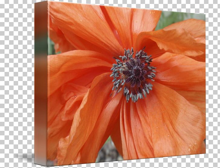 Transvaal Daisy Close-up Wildflower PNG, Clipart, Achor, Closeup, Flora, Flower, Flowering Plant Free PNG Download