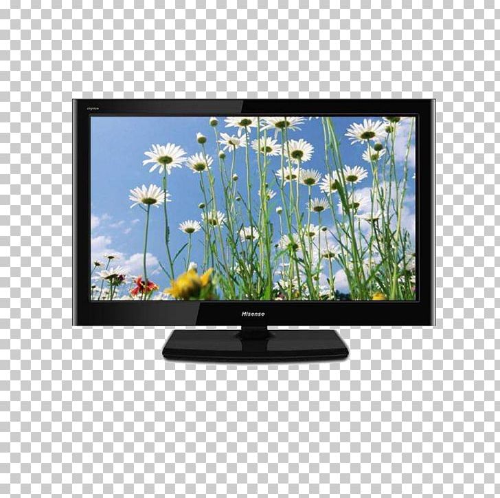 YouTube Television Sim PNG, Clipart, Appliance, Arti, Botany, Brand, Cats Dogs Free PNG Download