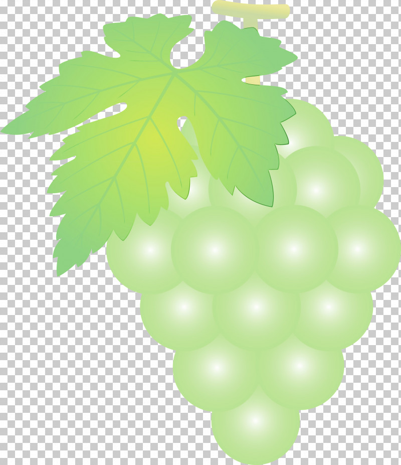 Grape Green Leaf Grapevine Family Seedless Fruit PNG, Clipart, Flower, Fruit, Grape, Grape Leaves, Grapes Free PNG Download