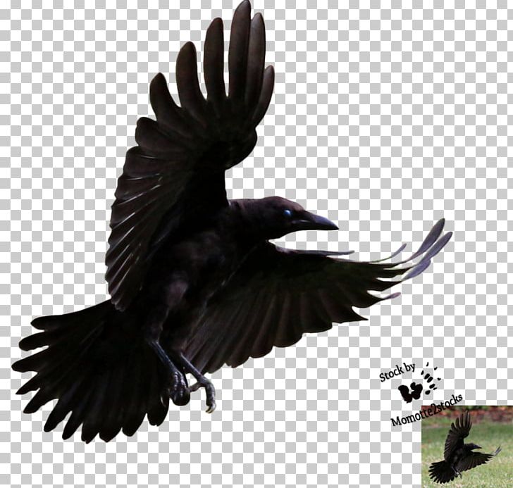 American Crow Bird Hooded Crow Common Raven PNG, Clipart, American Crow, Animal, Beak, Bird, Bird Flight Free PNG Download