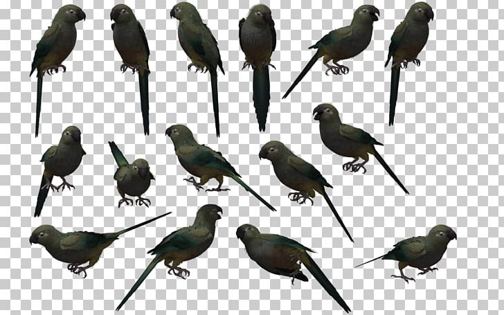 Bird Parrot House Sparrow Beak Drawing PNG, Clipart, Animal, Animals, Beak, Bird, Budgerigar Free PNG Download