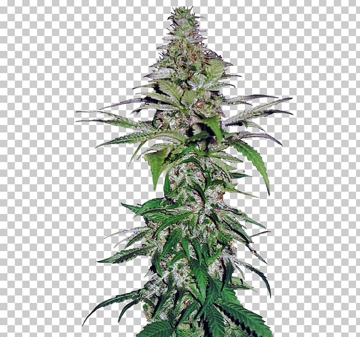 Cannabis Cultivation Hemp Seed Cultivar PNG, Clipart, Aurora, Cannabis, Cannabis Cultivation, Cultivar, Cultivo Free PNG Download