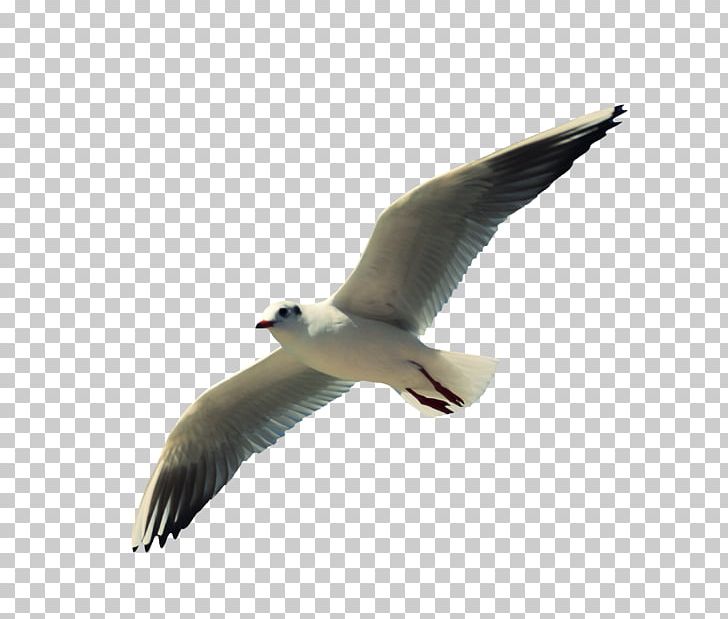 Gulls Water Bird Beak Wing PNG, Clipart, Animal, Animals, Beak, Bird, Blackheaded Gull Free PNG Download