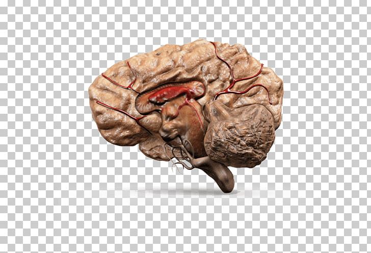 Organism Neurology PNG, Clipart,  Free PNG Download