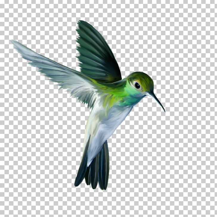 The Ruby-throated Hummingbird Flight PNG, Clipart, Background Green, Bird, Bird Cage, Encapsulated Postscript, Fauna Free PNG Download