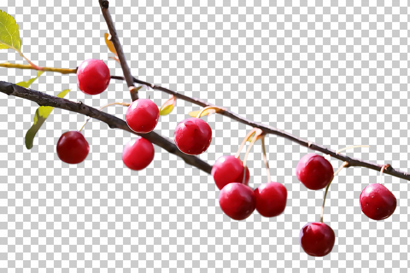 Coffee Bean PNG, Clipart, Berry, Black Pepper, Cherry, Cherry Blossom, Coffee Bean Free PNG Download