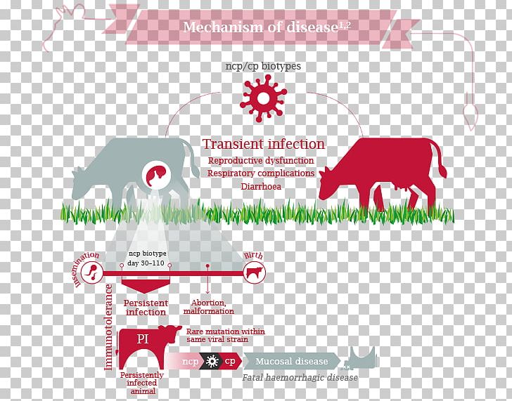 Cattle Bovine Viral Diarrhea Virus Disease PNG, Clipart, Area, Bovine Viral Diarrhea, Brand, Cattle, Diagram Free PNG Download