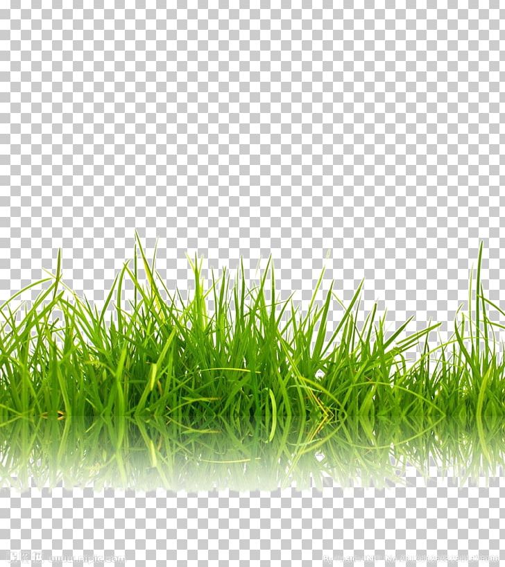 Stock Photography Green Shutterstock PNG, Clipart, Background Green, Background Picture, Color, Computer Wallpaper, Decorative Patterns Free PNG Download