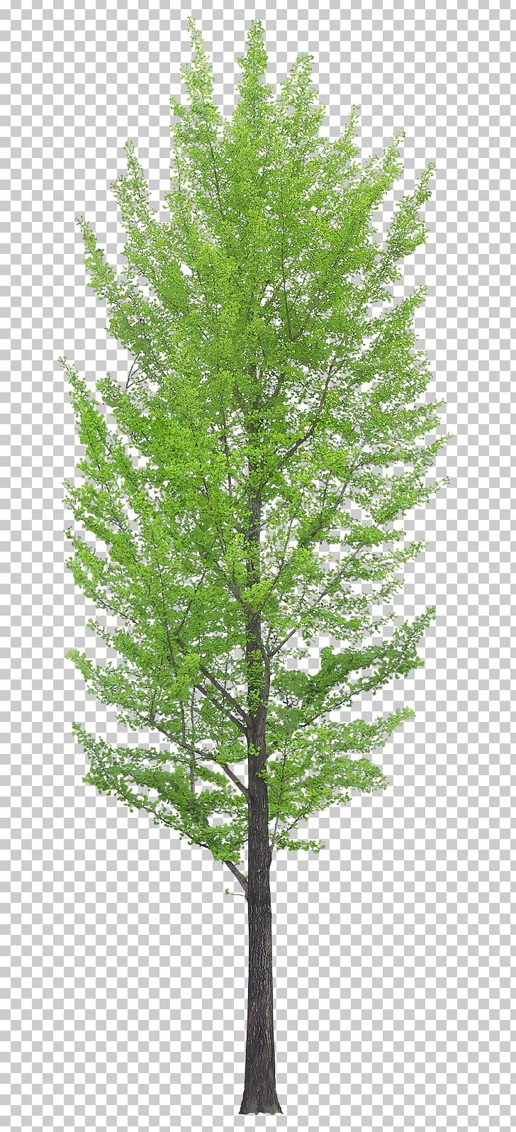 Tree Desktop PNG, Clipart, Biome, Branch, Clip Art, Computer Icons, Conifer Free PNG Download