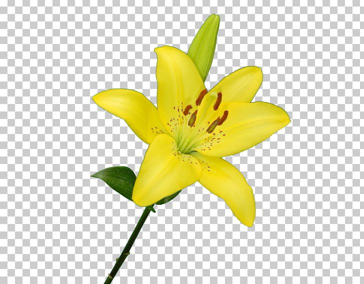 Lilium Yellow New Camellia Flowers Iguaçu Green PNG, Clipart, Animaatio, Cut Flowers, Flower, Flowering Plant, Green Free PNG Download