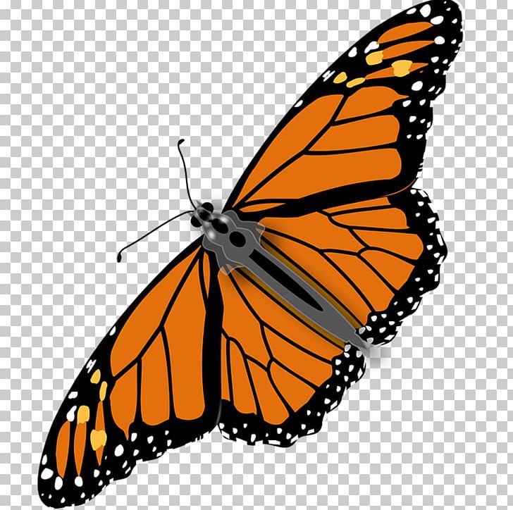 Monarch Butterfly Insect PNG, Clipart, Animal, Arthropod, Beautiful Girl, Beautiful Vector, Beauty Free PNG Download