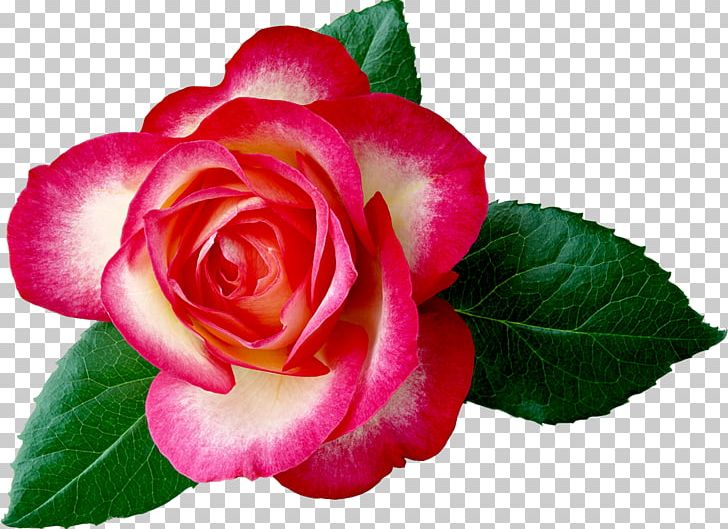 Rose Flower Desktop PNG, Clipart, Annual Plant, Camellia, China Rose, Cut Flowers, Floral Design Free PNG Download
