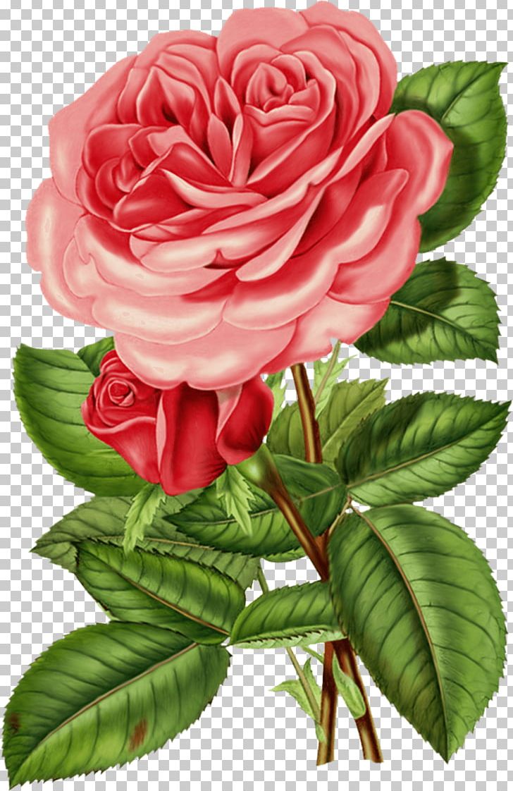 Rose Flower Vintage Clothing PNG, Clipart, China Rose, Cut Flowers, Floral Design, Floribunda, Floristry Free PNG Download