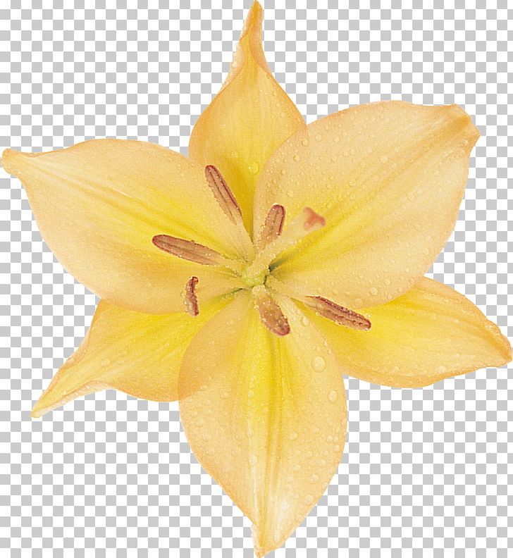 Amaryllis Cut Flowers Petal Daylily Close-up PNG, Clipart, Amaryllis, Closeup, Cut Flowers, Daylily, Flower Free PNG Download