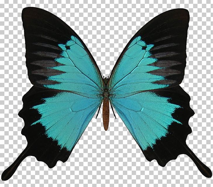 Butterfly Red Black Caterpillar PNG, Clipart, Animals, Arthropod, Black, Black Swallowtail, Blood Red Free PNG Download