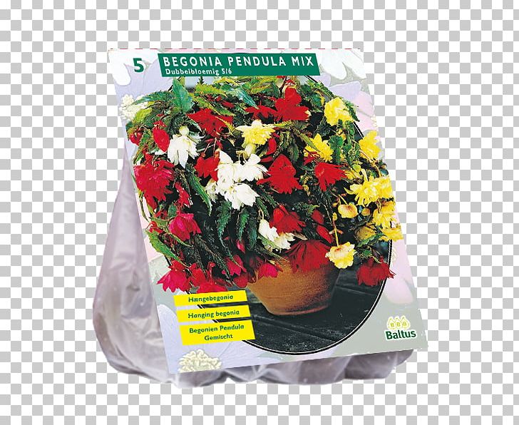 Cut Flowers Dahlia Bulb Bolgewas Plant PNG, Clipart, Allium, Begonia, Bolgewas, Bulb, Columbine Free PNG Download
