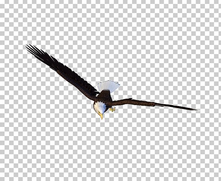 Bird Eagle Light PNG, Clipart, Adobe Illustrator, Animals, Bald Eagle, Beak, Bird Free PNG Download