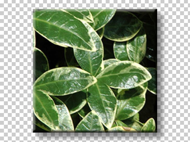 Fortune's Spindle Greater Periwinkle Myrtle Evergreen Garden PNG, Clipart,  Free PNG Download
