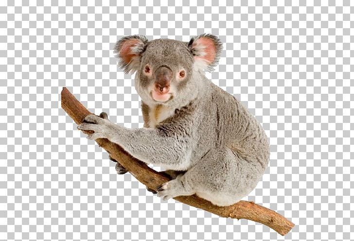 Koala Australia Bear Dog Rod Campbell's Aussie Animals PNG, Clipart, Animals, Aussie, Australia, Bear Dog, Koala Free PNG Download